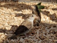 Facebookseite Wildvogelhilfe