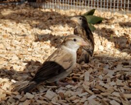 Facebookseite Wildvogelhilfe