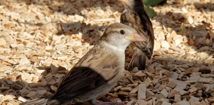 Facebookseite Wildvogelhilfe